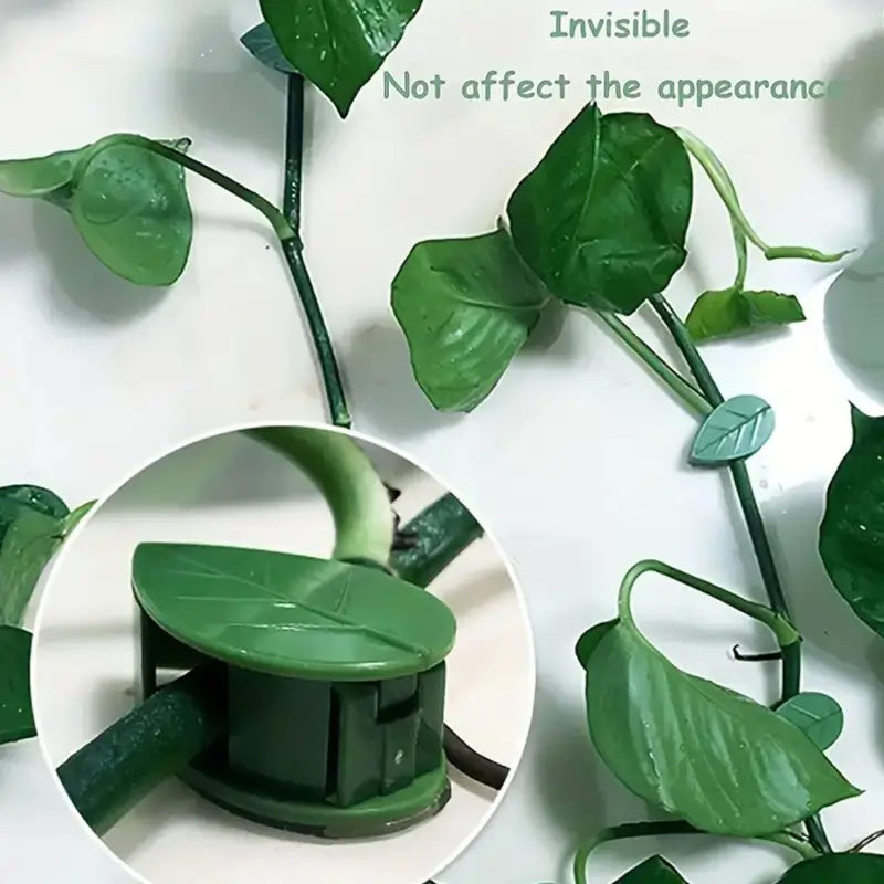 Plant Climbing Wall Clips (10 Pcs)